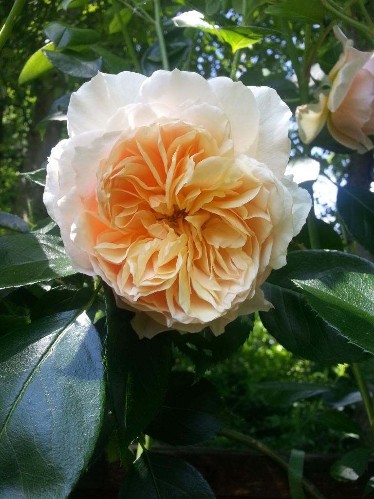  photo 20140606_114308_zpsqbm6apy3.jpg